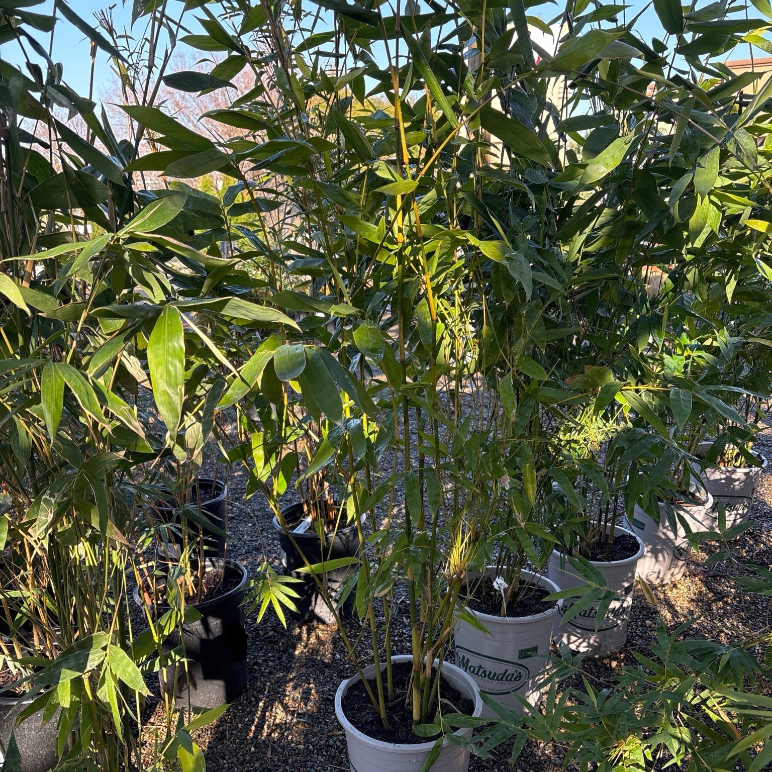 Giant Timber Bamboo