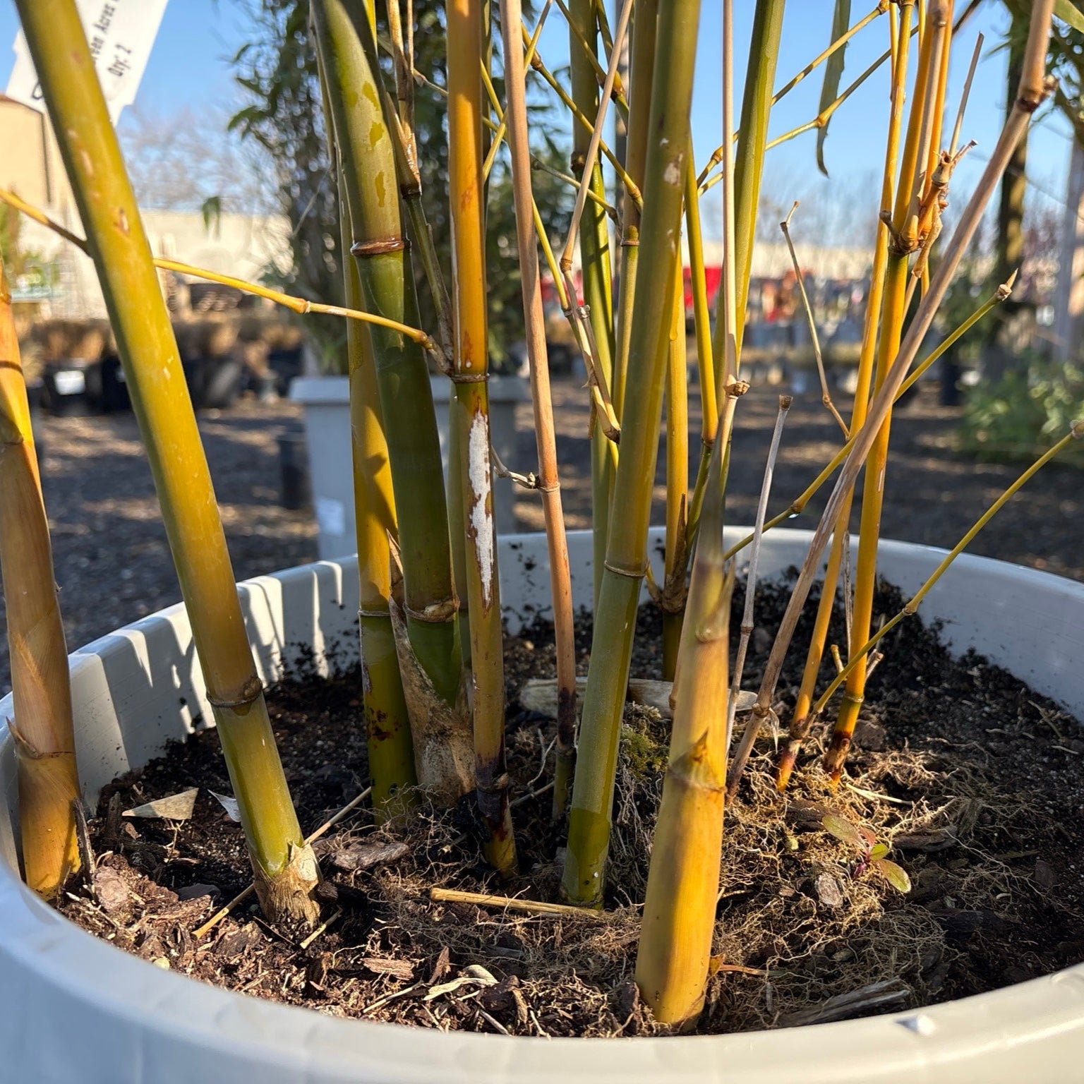Giant Timber Bamboo