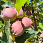 Red Discilod Apple