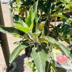 Red Discilod Apple