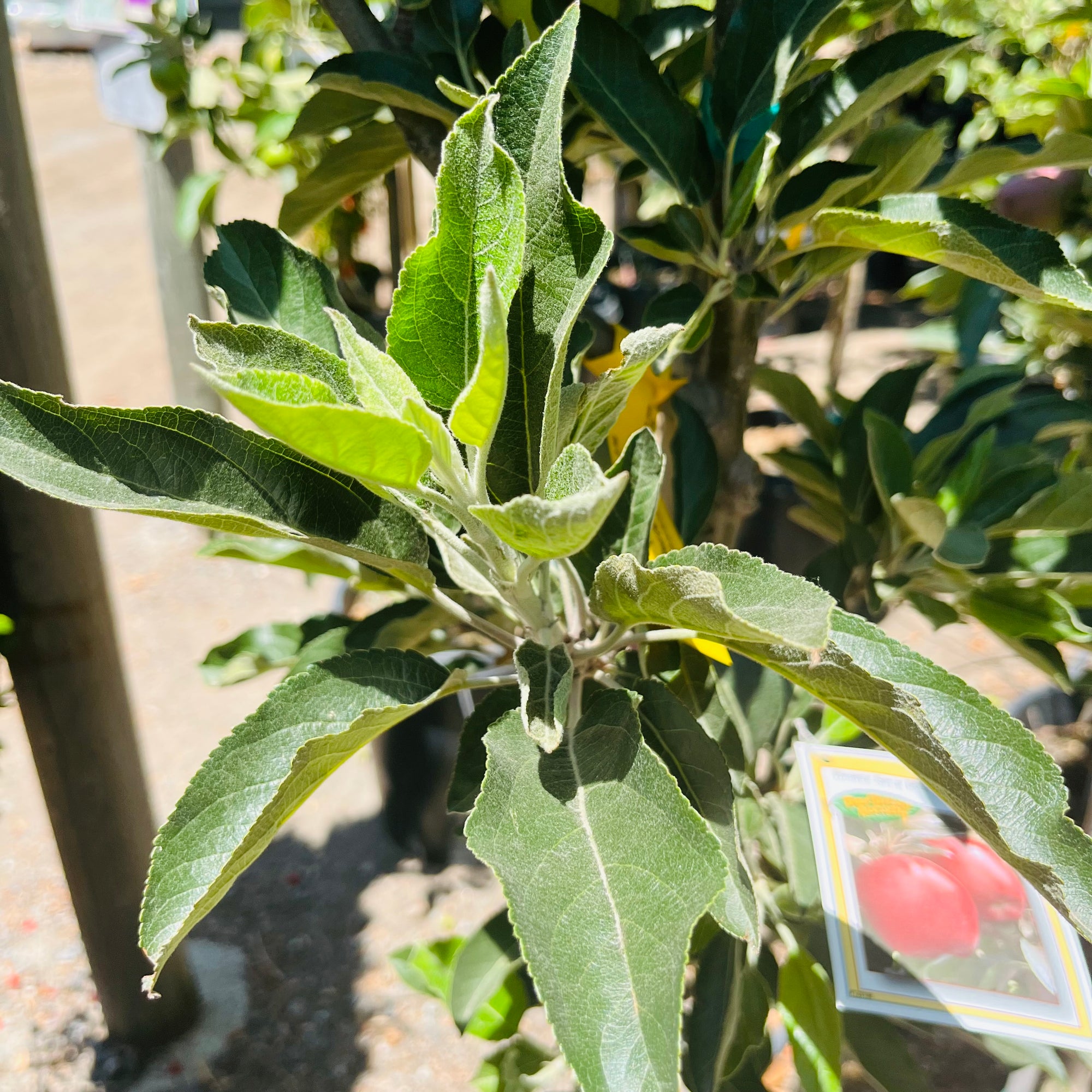 Red Discilod Apple