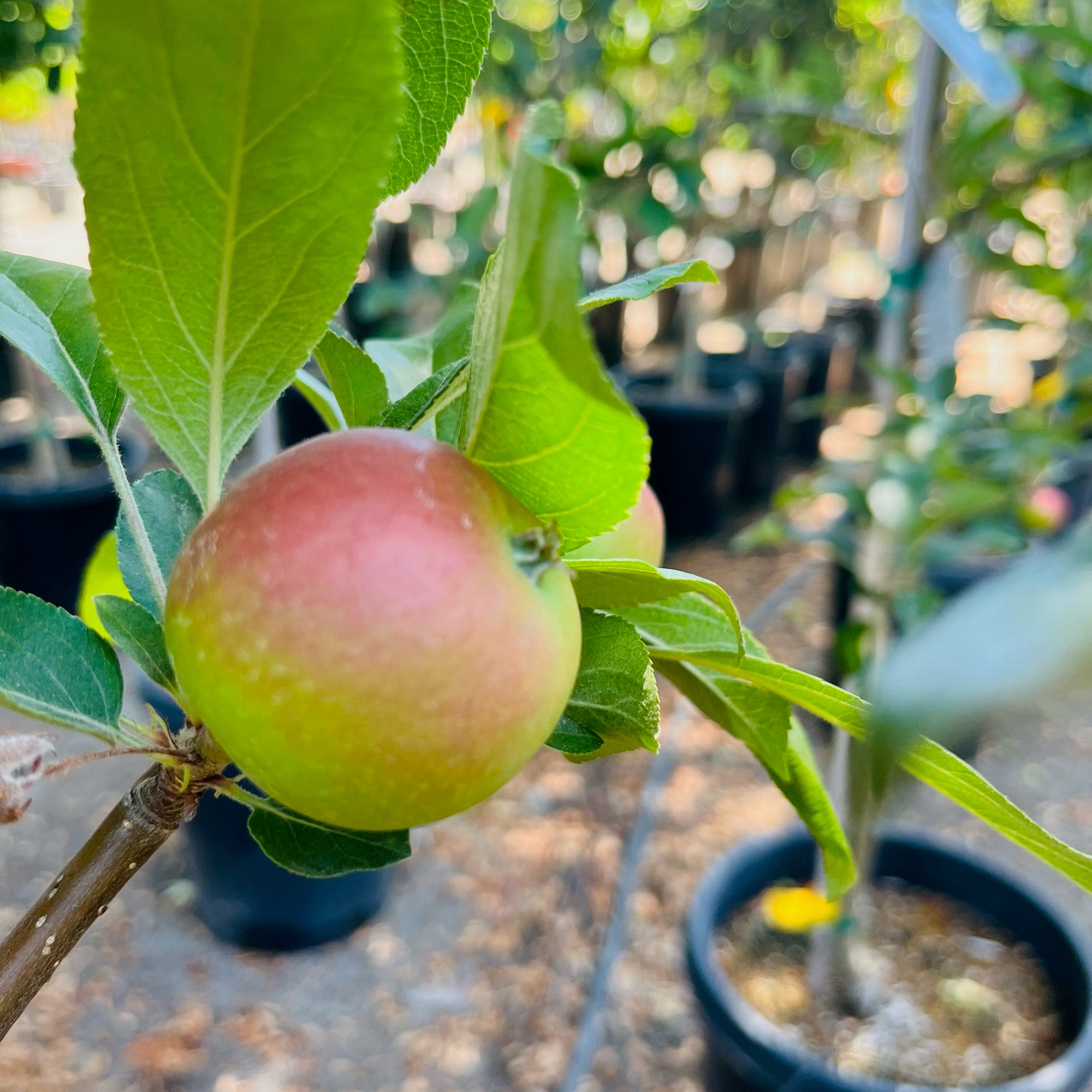 Gala Apple