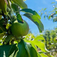 苹果树-澳洲青苹果