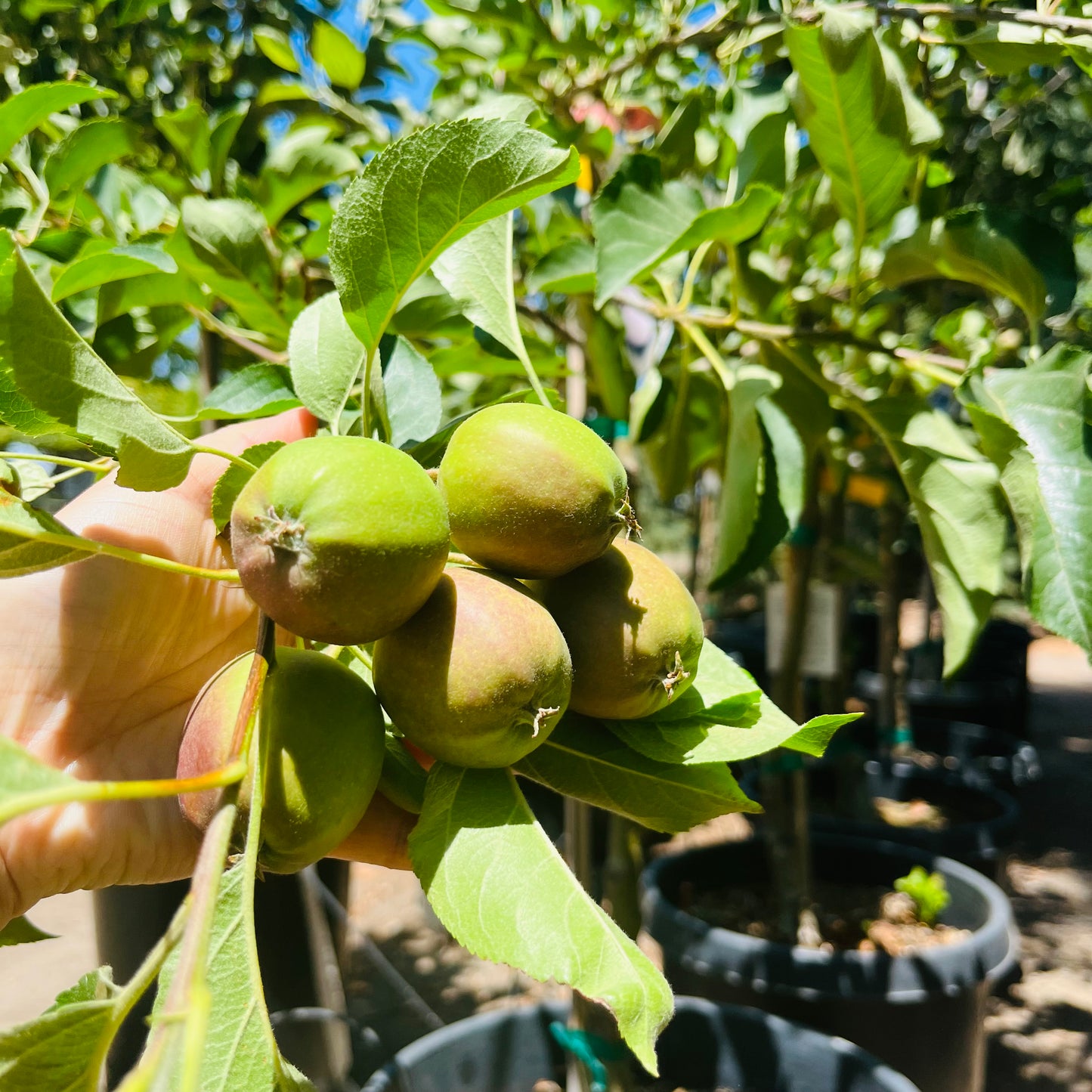 Apple Trees - Golden Delicious Apples