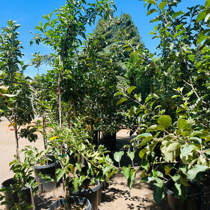 Apple Trees - Golden Delicious Apples