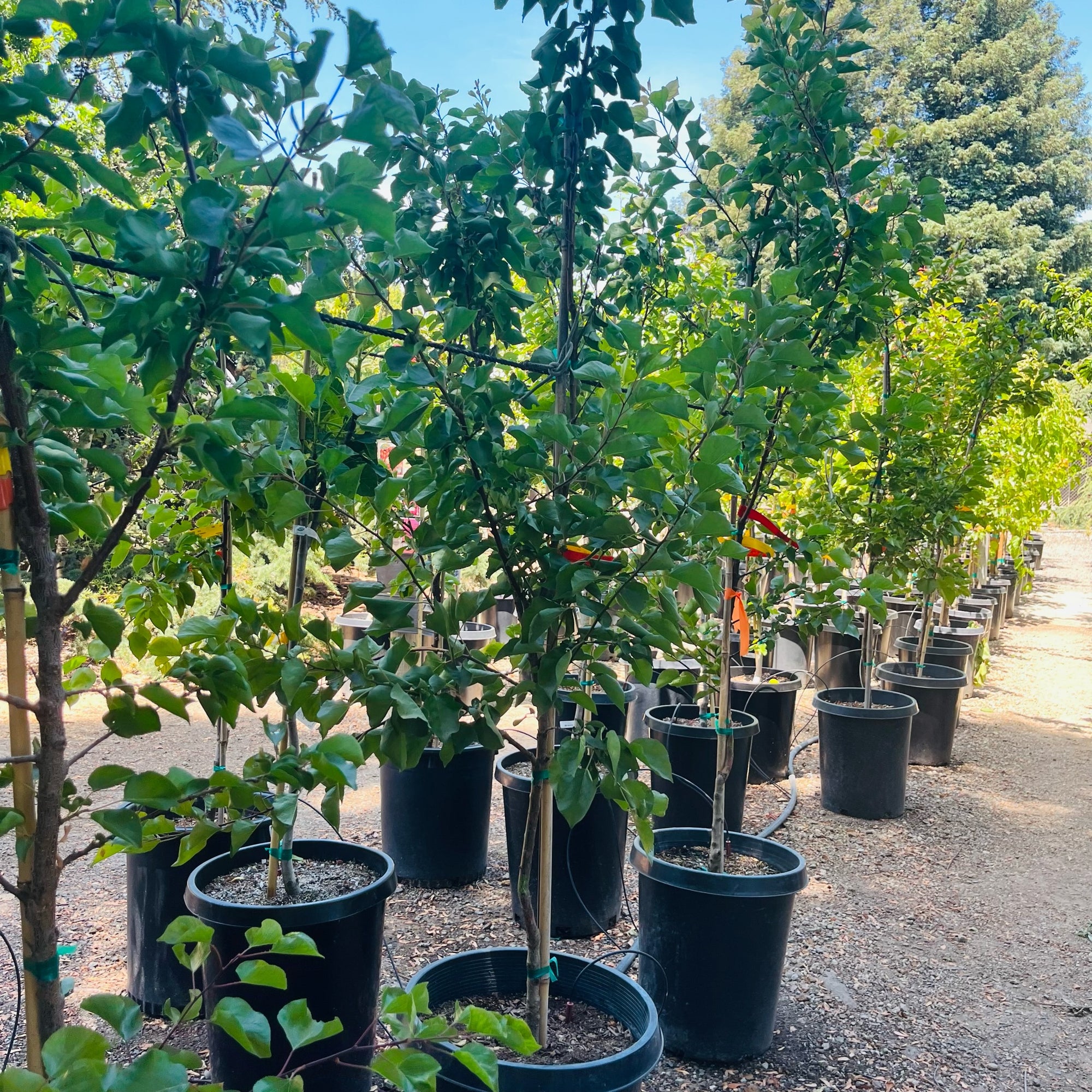 Moorpark Apricot