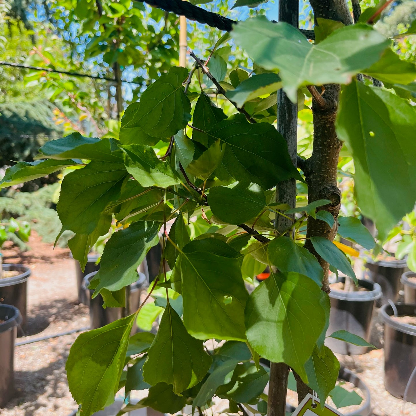 Apricot Tree-Flavored Apricot Plum