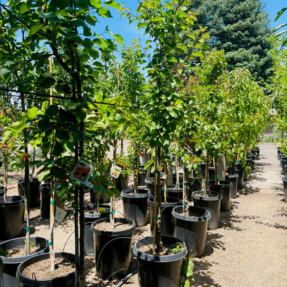 Apricot Tree-Flavored Apricot Plum