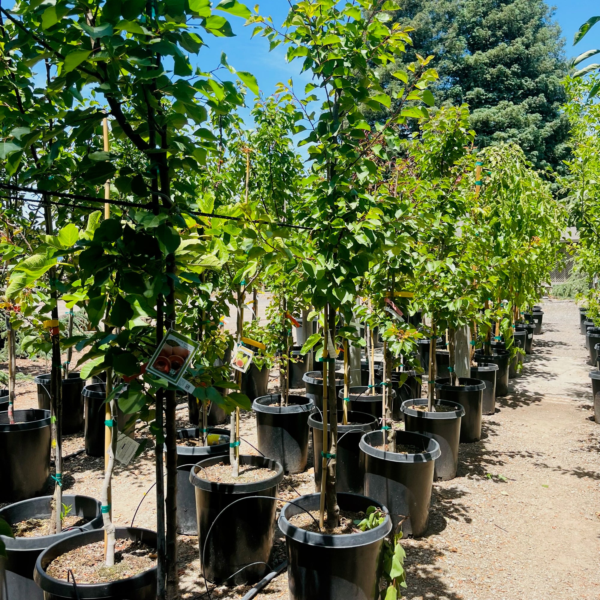Katy Apricot