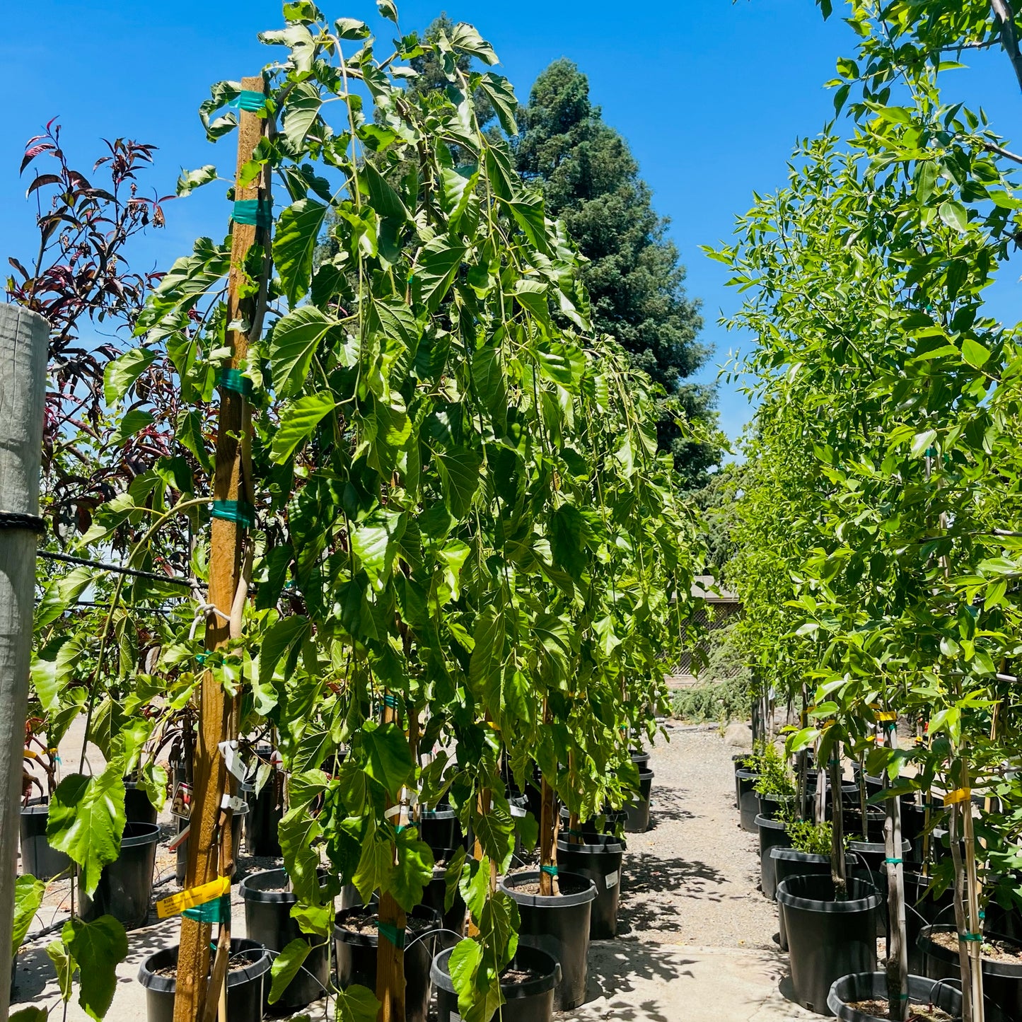 Mulberry Tree - Morus alba