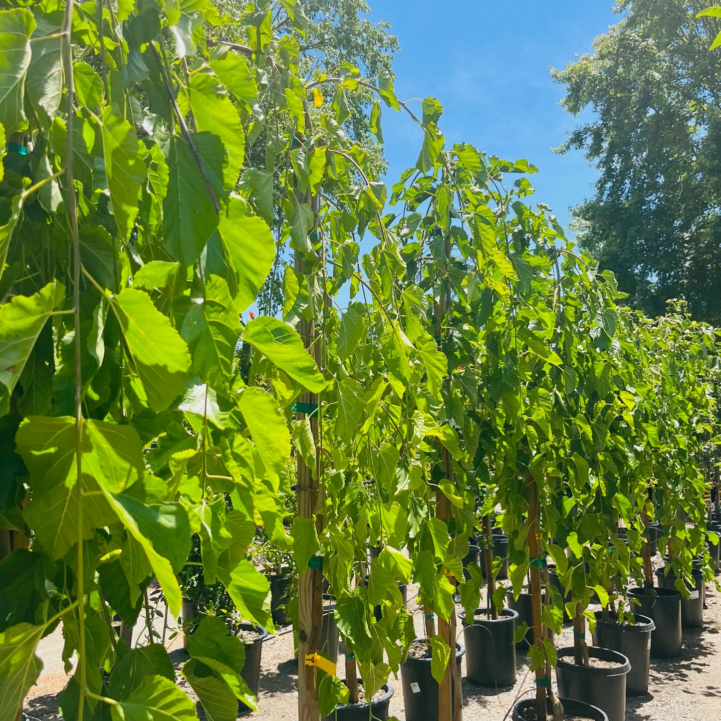 Mulberry Tree - Morus alba