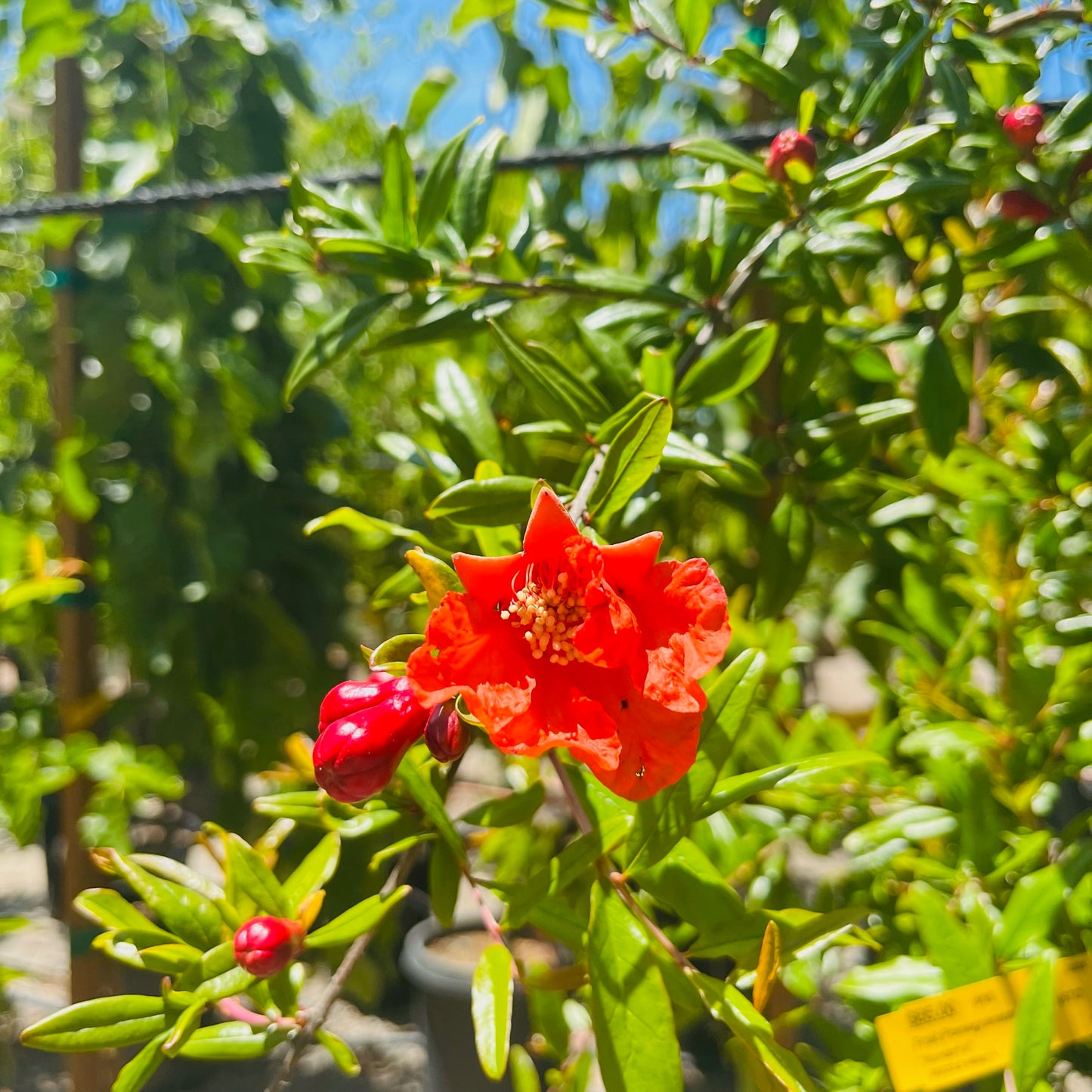 Pomegranate Tree-Wonderful Pomegranate