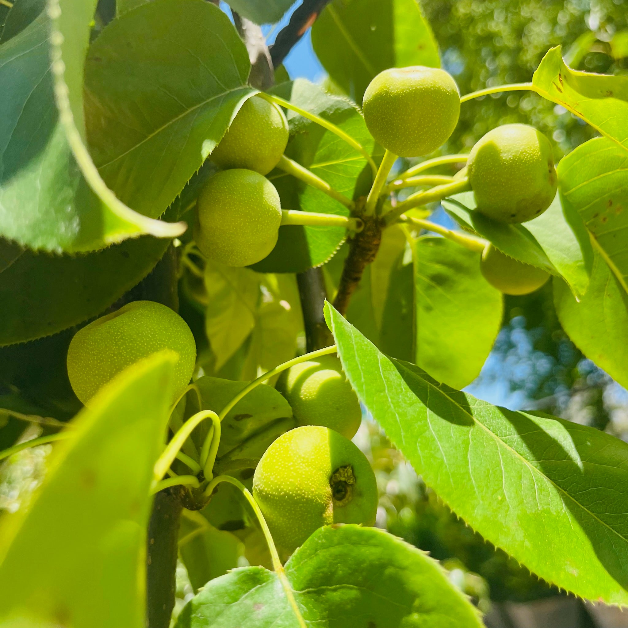 Hosui Pear 