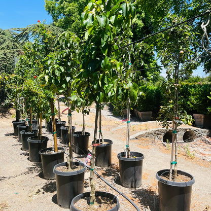 Asian Pear Trees – Feng Shui Pear