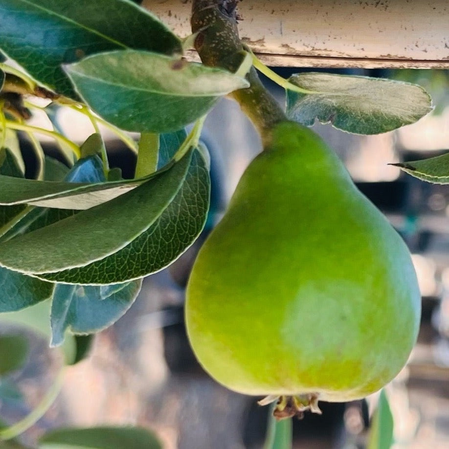 European Pear Tree - Avocado Pear