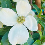 山月光四照花