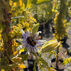 西番莲花-蓝色地平线