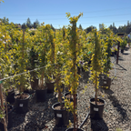 西番莲花-蓝色地平线