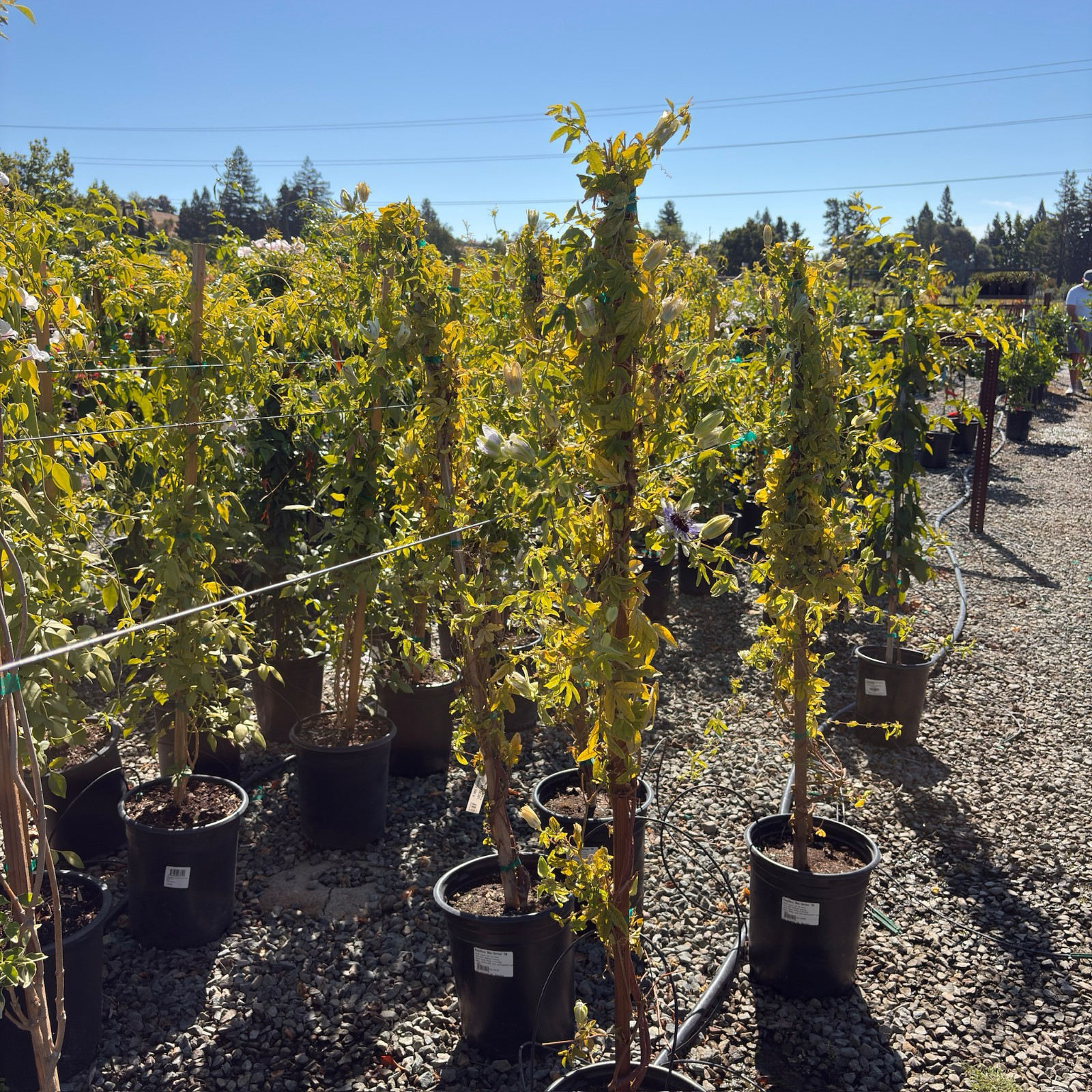 西番莲花-蓝色地平线