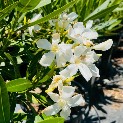 Oleander-white flowers