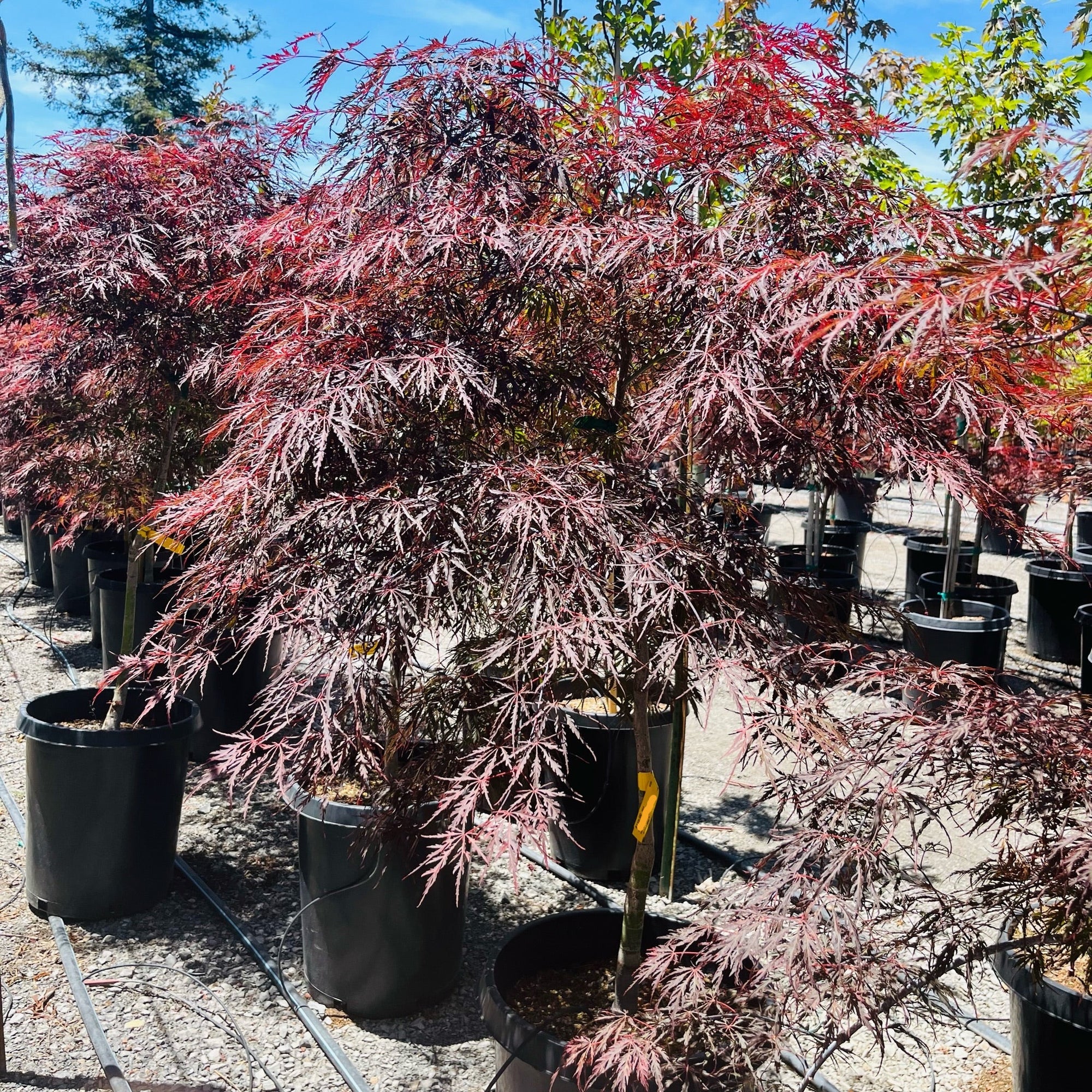 Tamukeyama Lace Japanese Maple