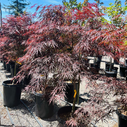 Acer palmatum-Yushan Japanese maple