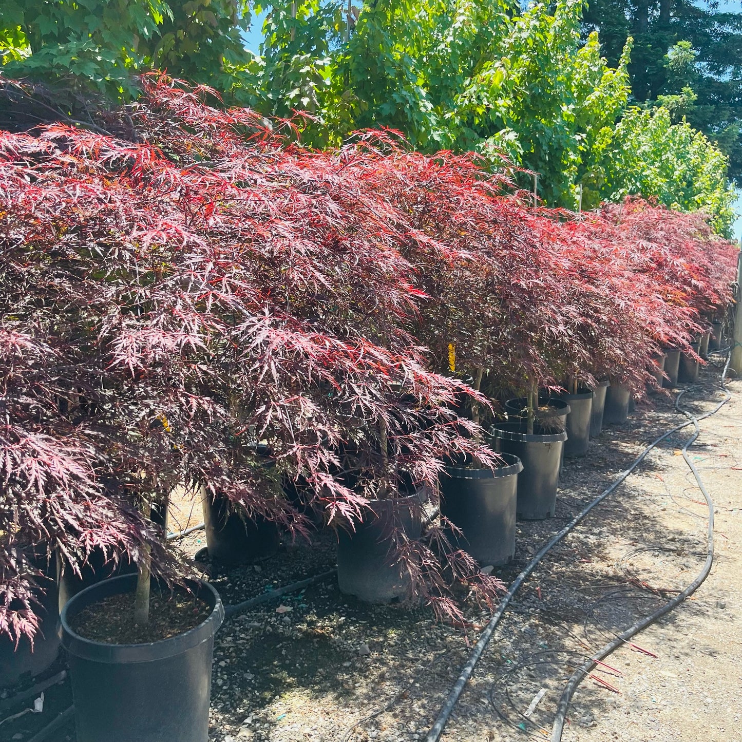 Acer palmatum-Yushan Japanese maple