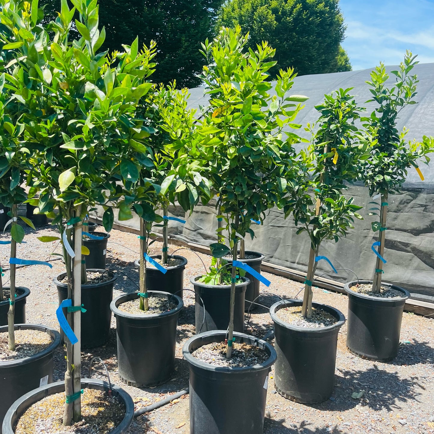 Citrus Trees - Nugget Oranges