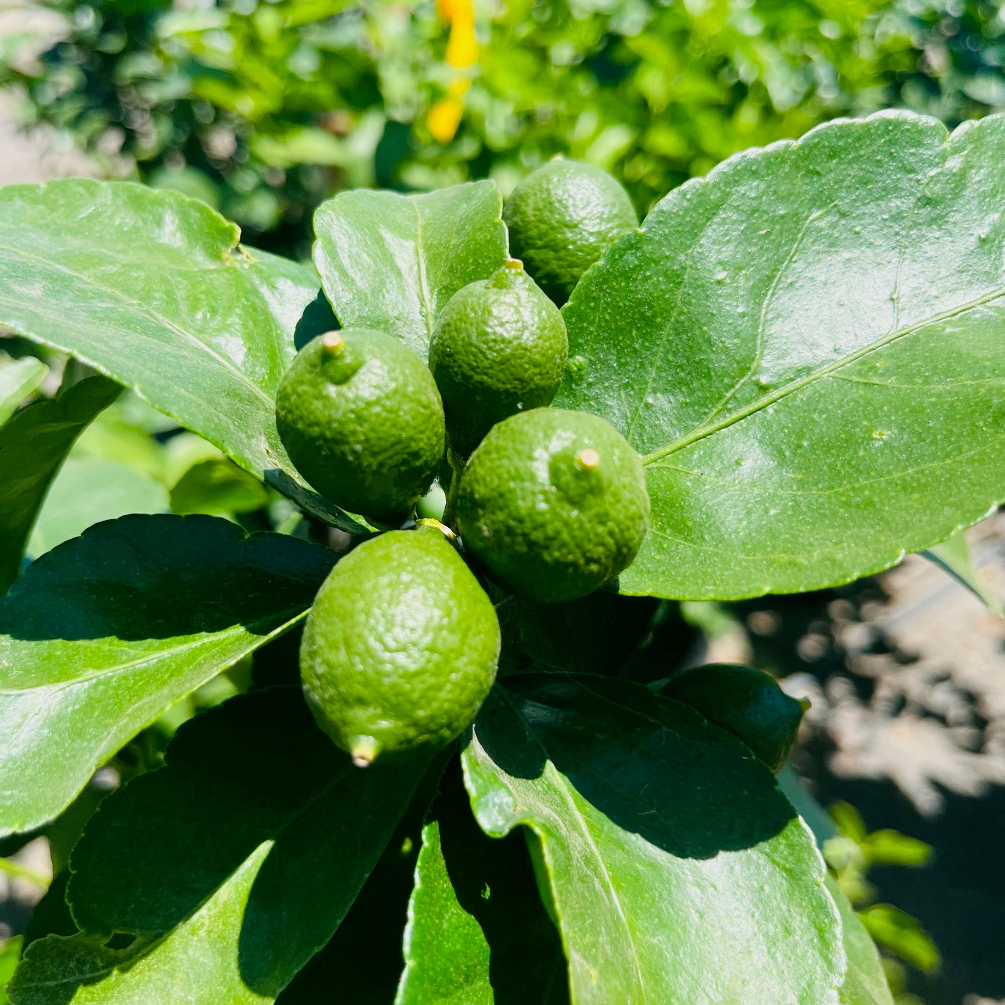 Gold Nugget Mandarin