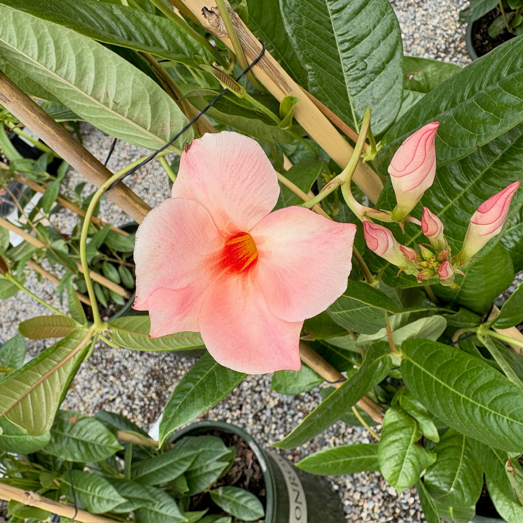 Giant Peach Sunrise Mandevilla  【Sun Parasol®】