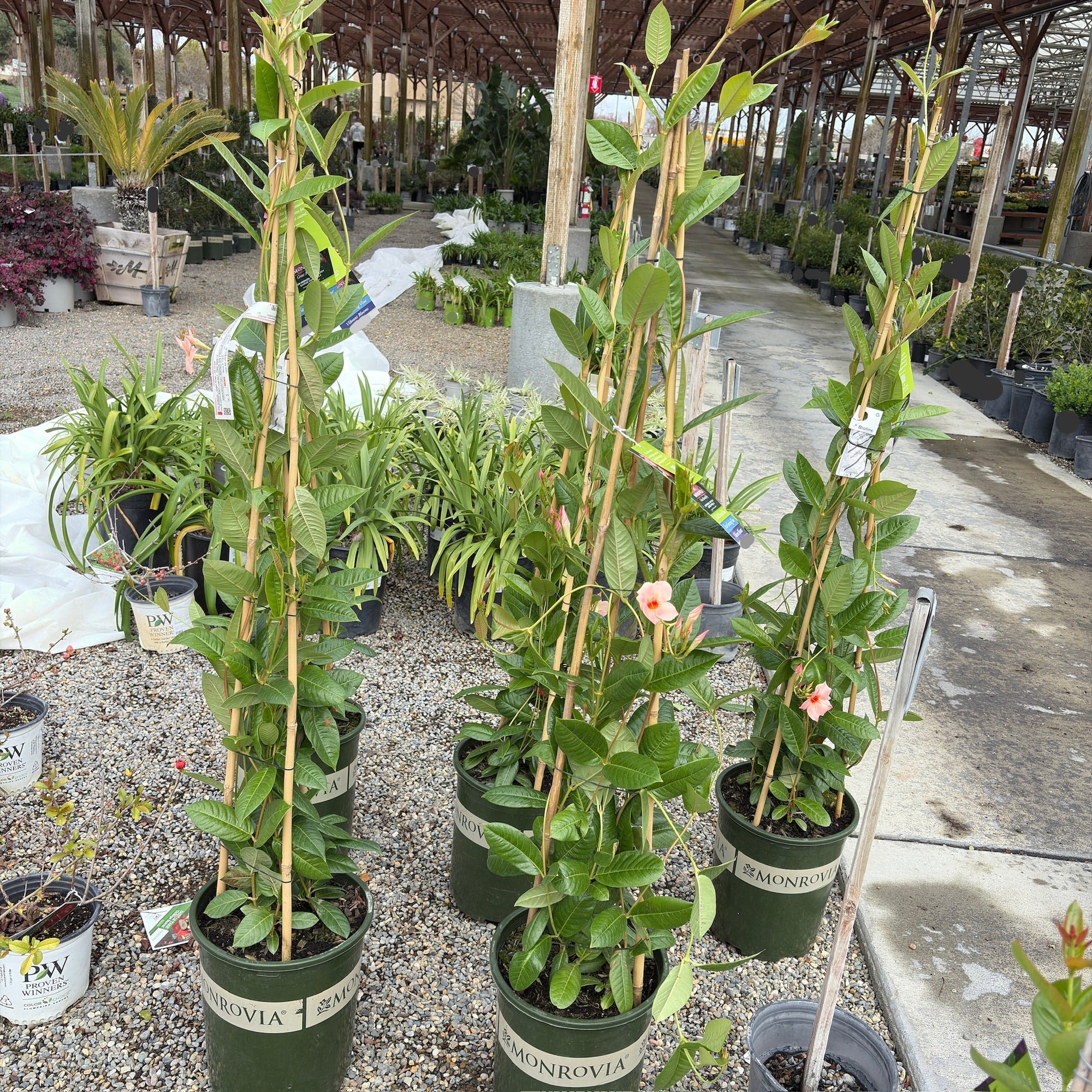 Giant Peach Sunrise Mandevilla  【Sun Parasol®】