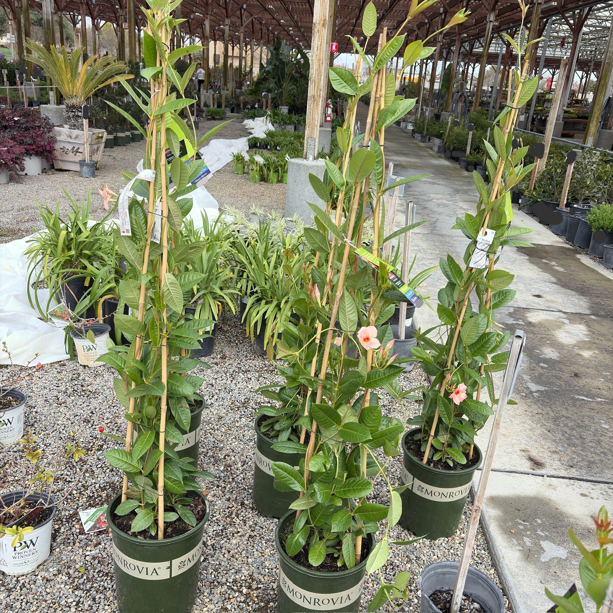 Giant Peach Sunrise Mandevilla  【Sun Parasol®】