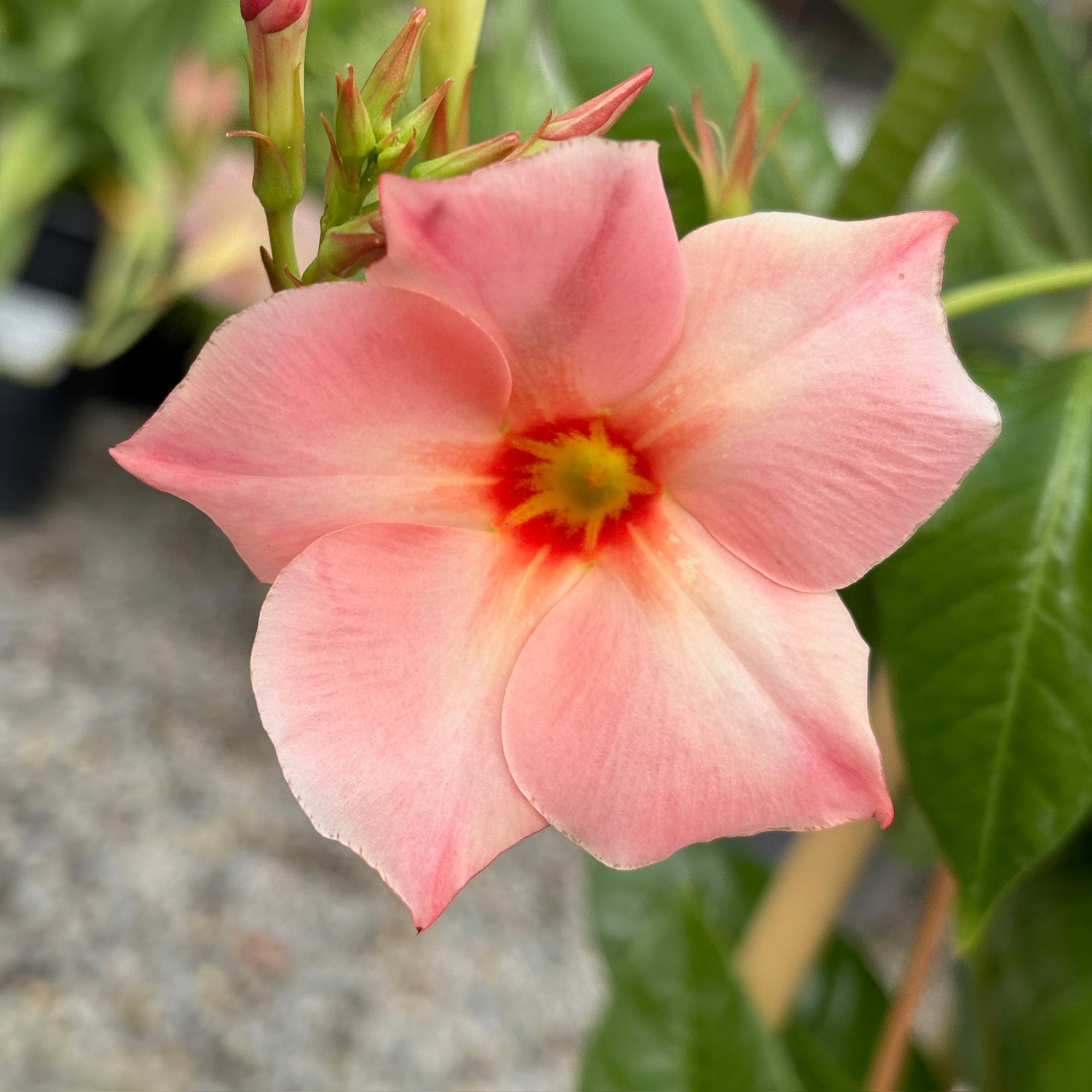 Giant Peach Sunrise Mandevilla  【Sun Parasol®】