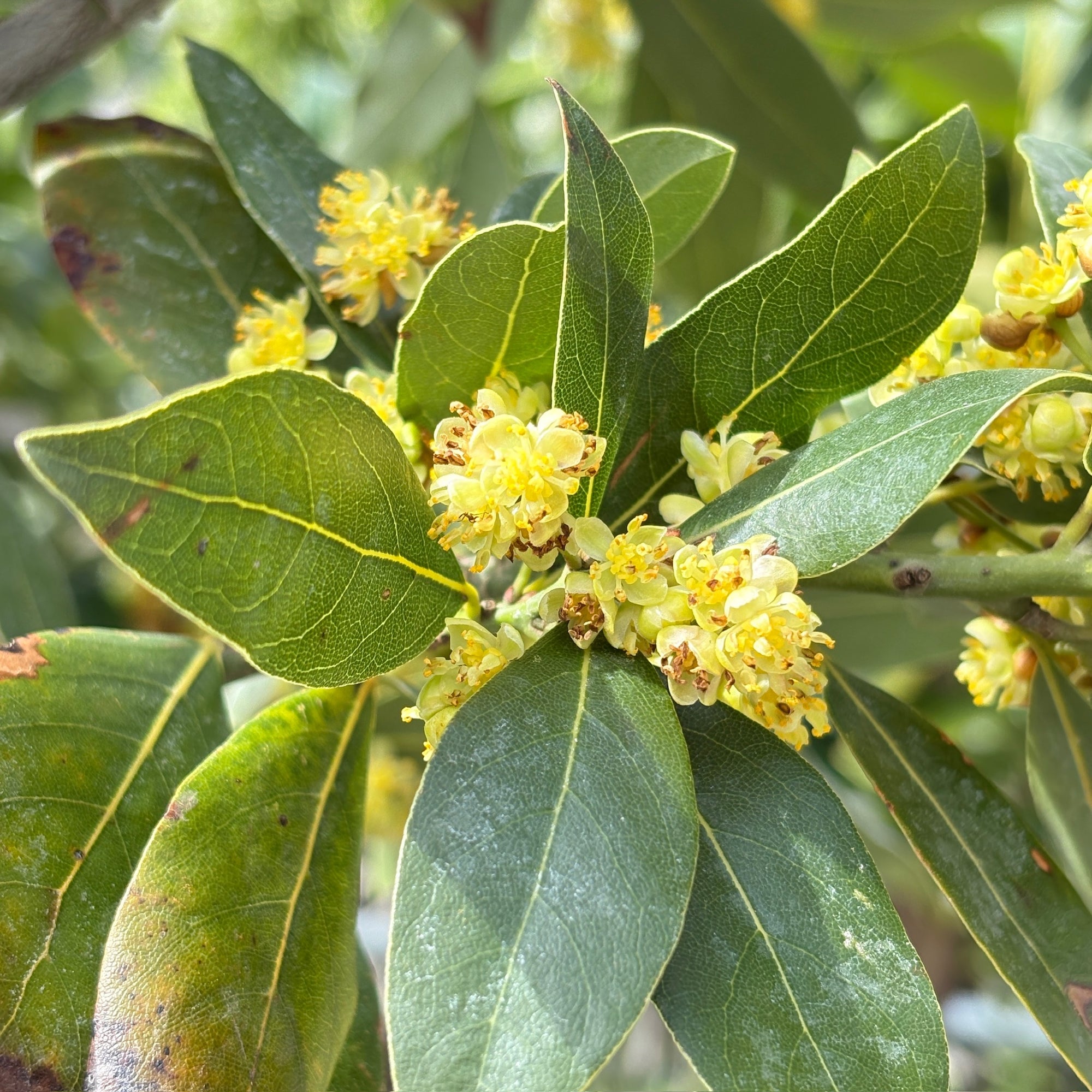 Bay Laurel