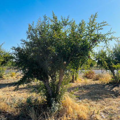 Soft Seed Pomegranate Tree-Angel Red