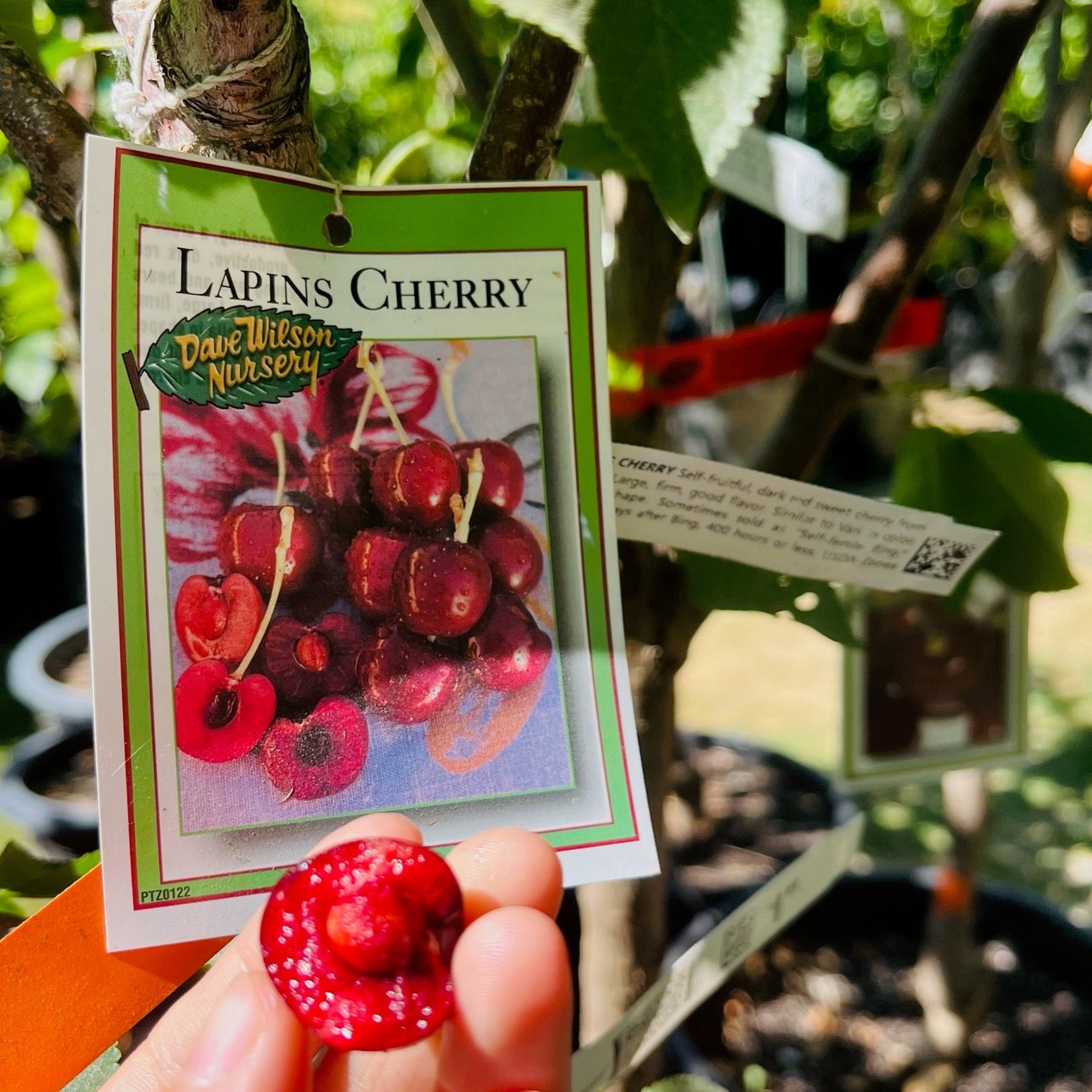 Lapins Sweet Cherry