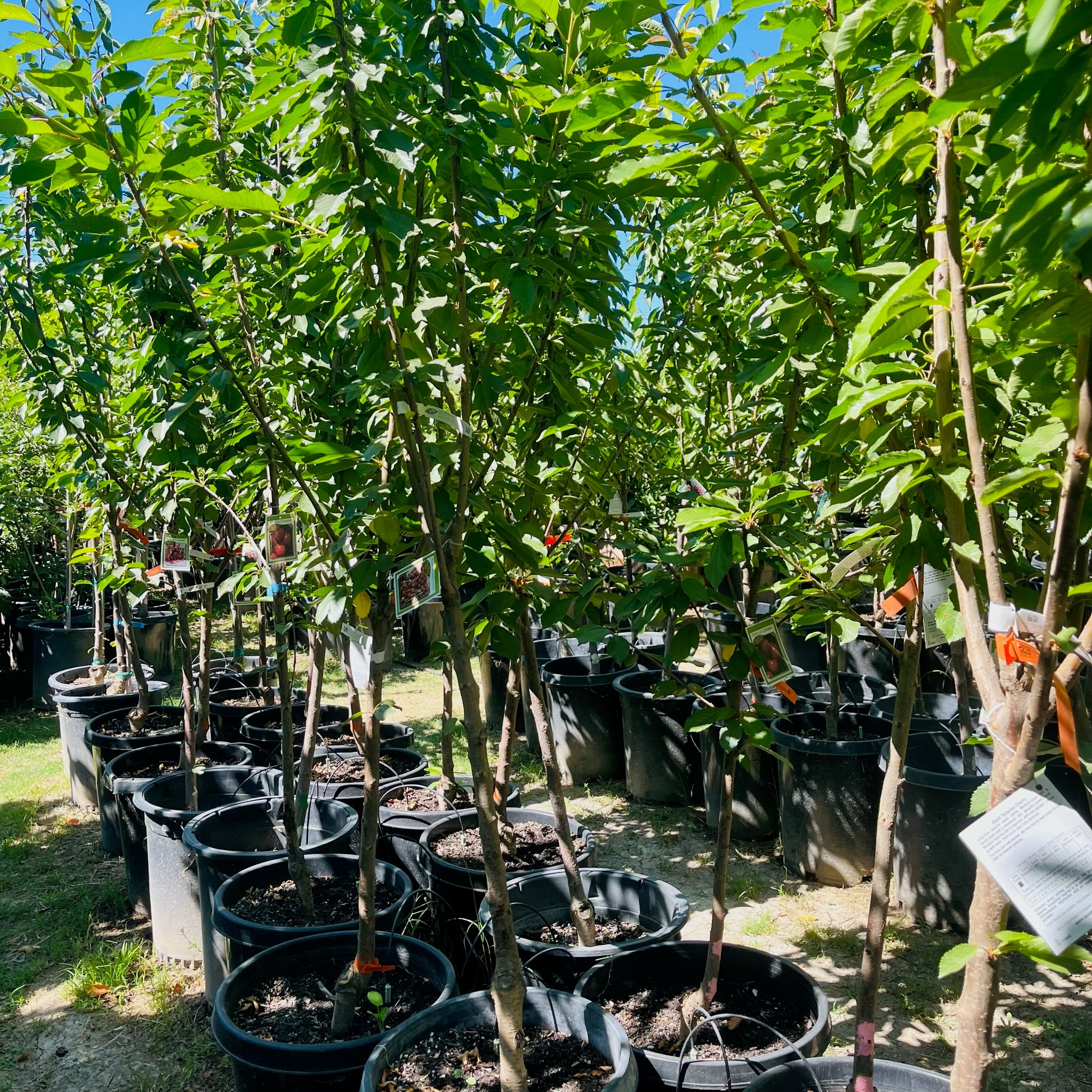 甜樱桃-珊瑚香槟