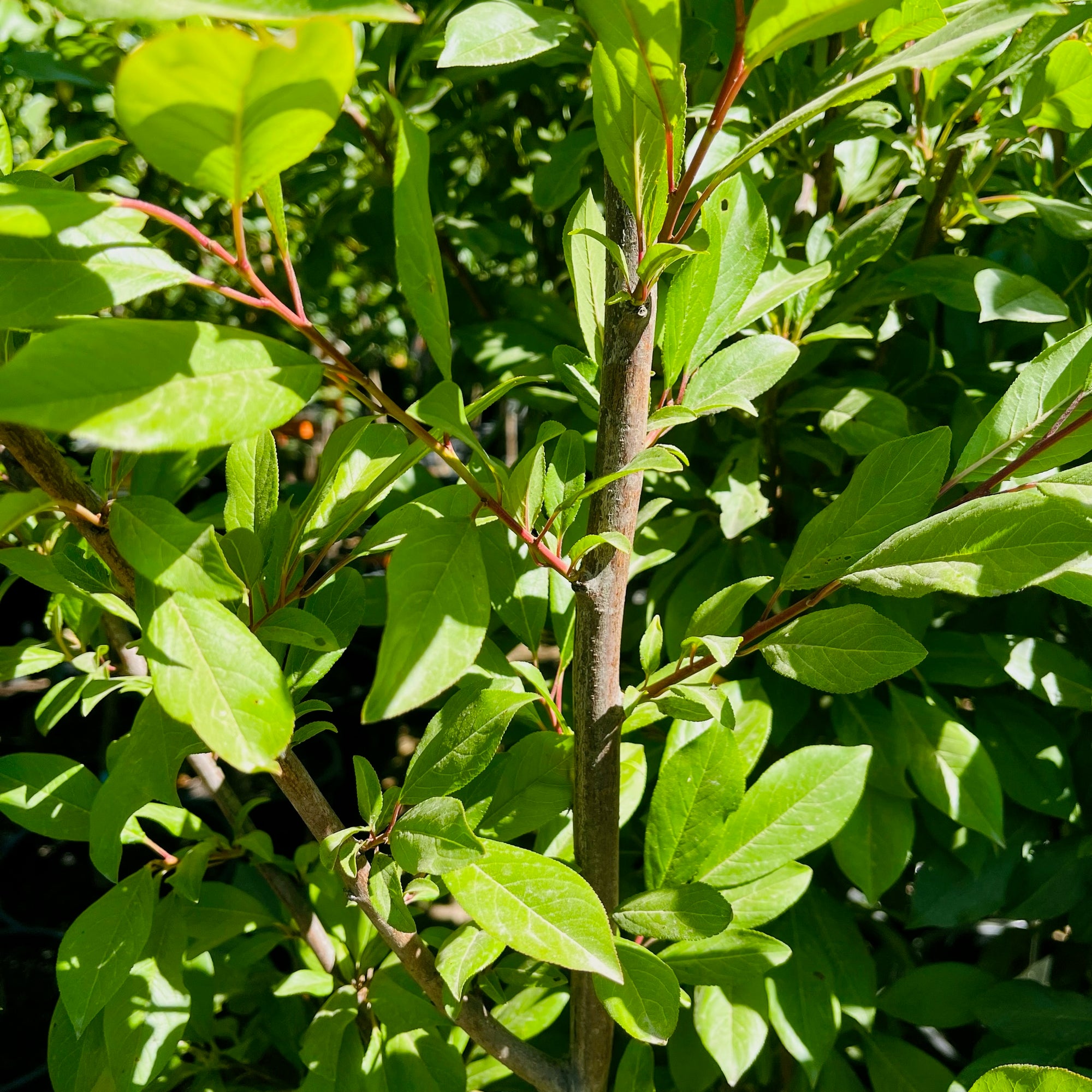 Tilton Apricot