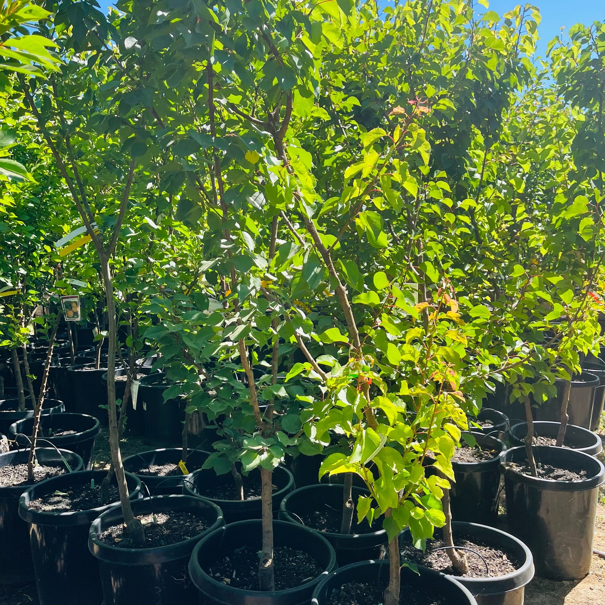 Chineae (Mormon) Apricot