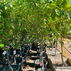 Montmorency Cherry