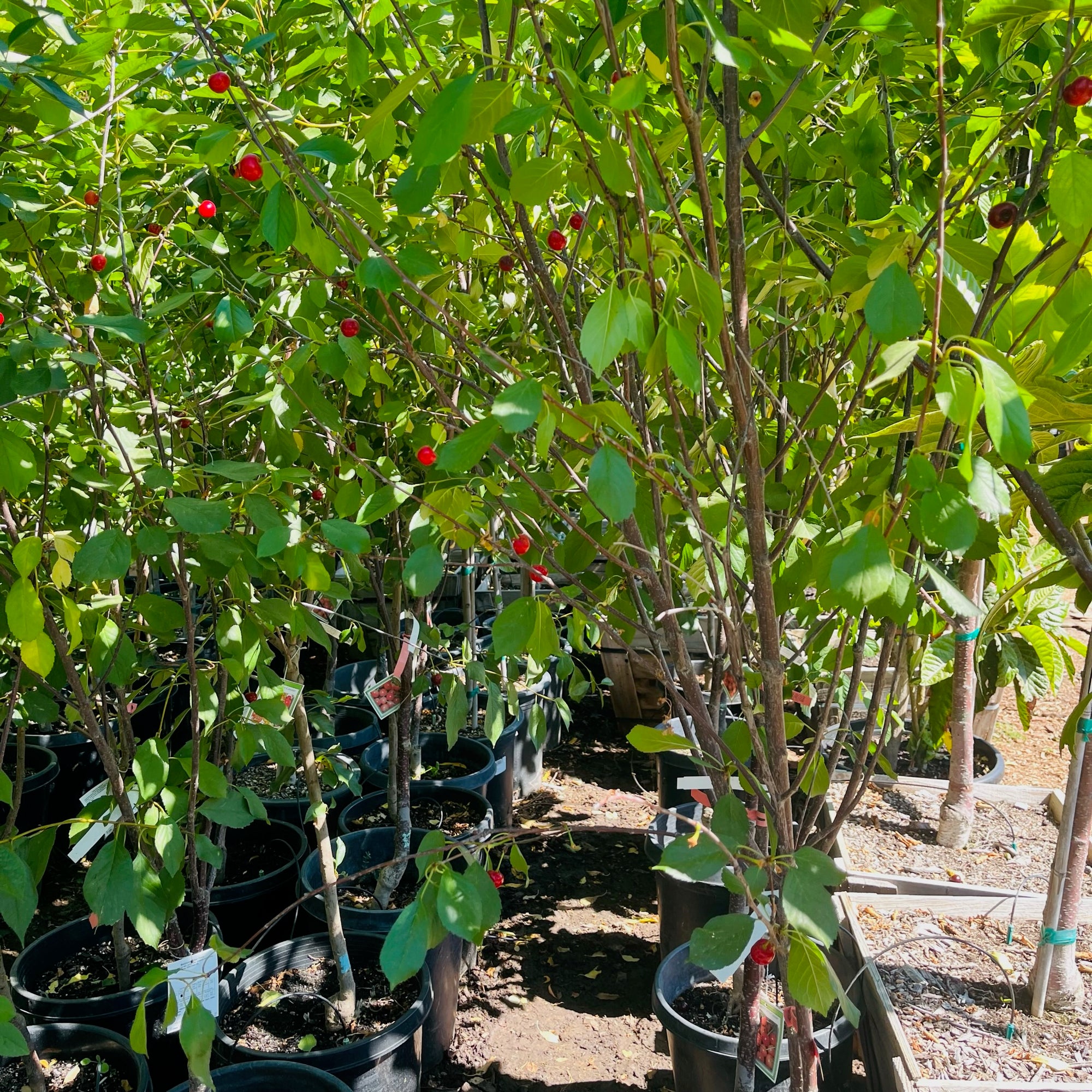 Montmorency Cherry