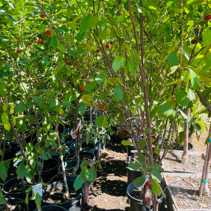 Cherry Trees - Montmorency Sour Cherries