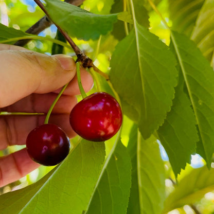 Cherry Trees - Montmorency Sour Cherries