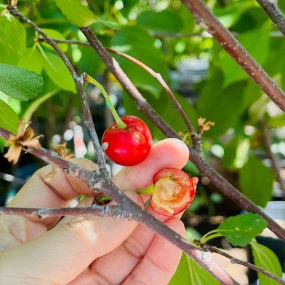 Cherry Trees - Montmorency Sour Cherries