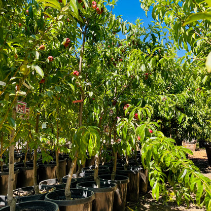 Nectarine Tree-Miya Peach