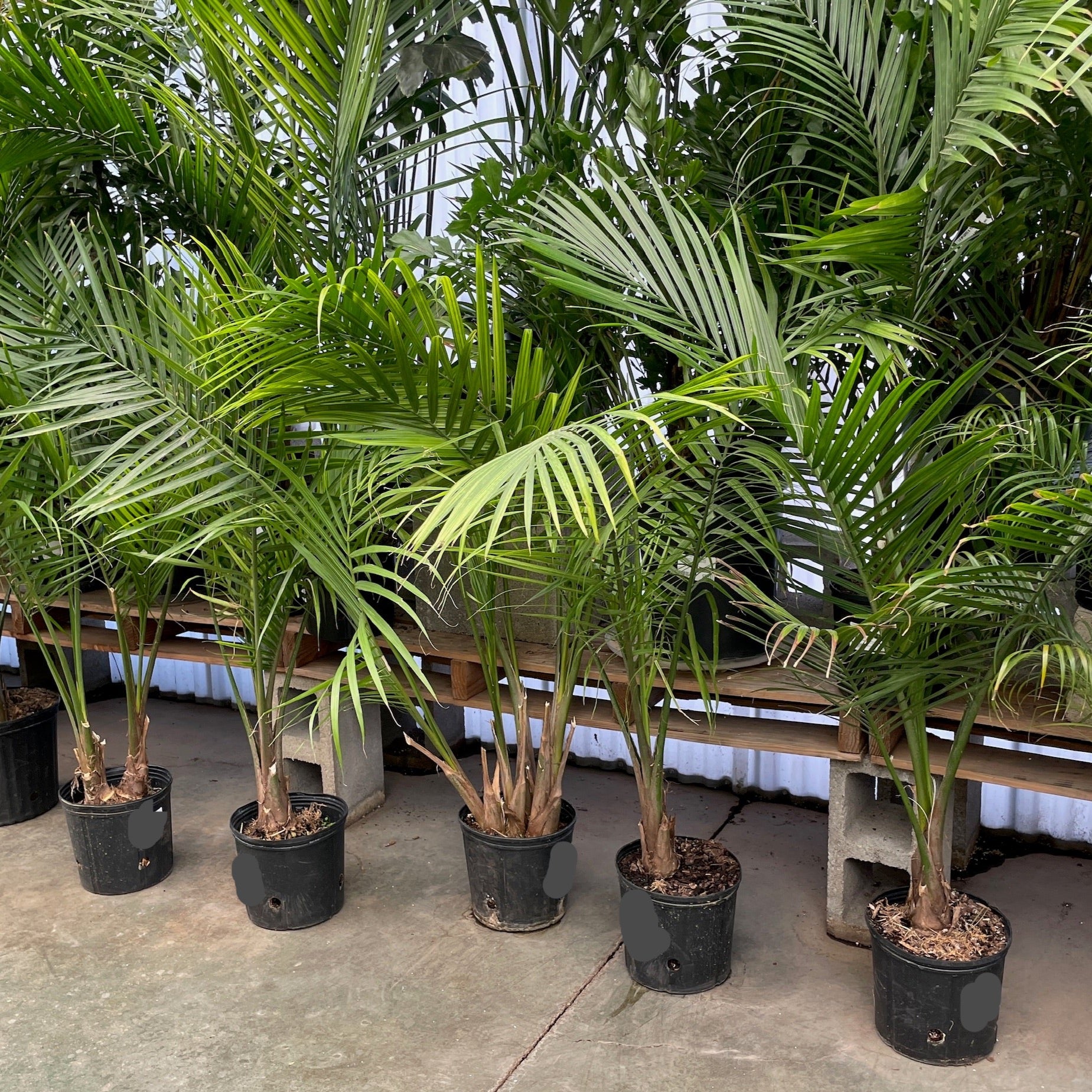 Majesty Palm