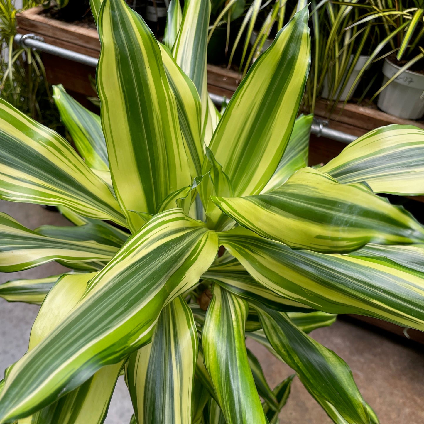 Dracaena - Brazilian wood