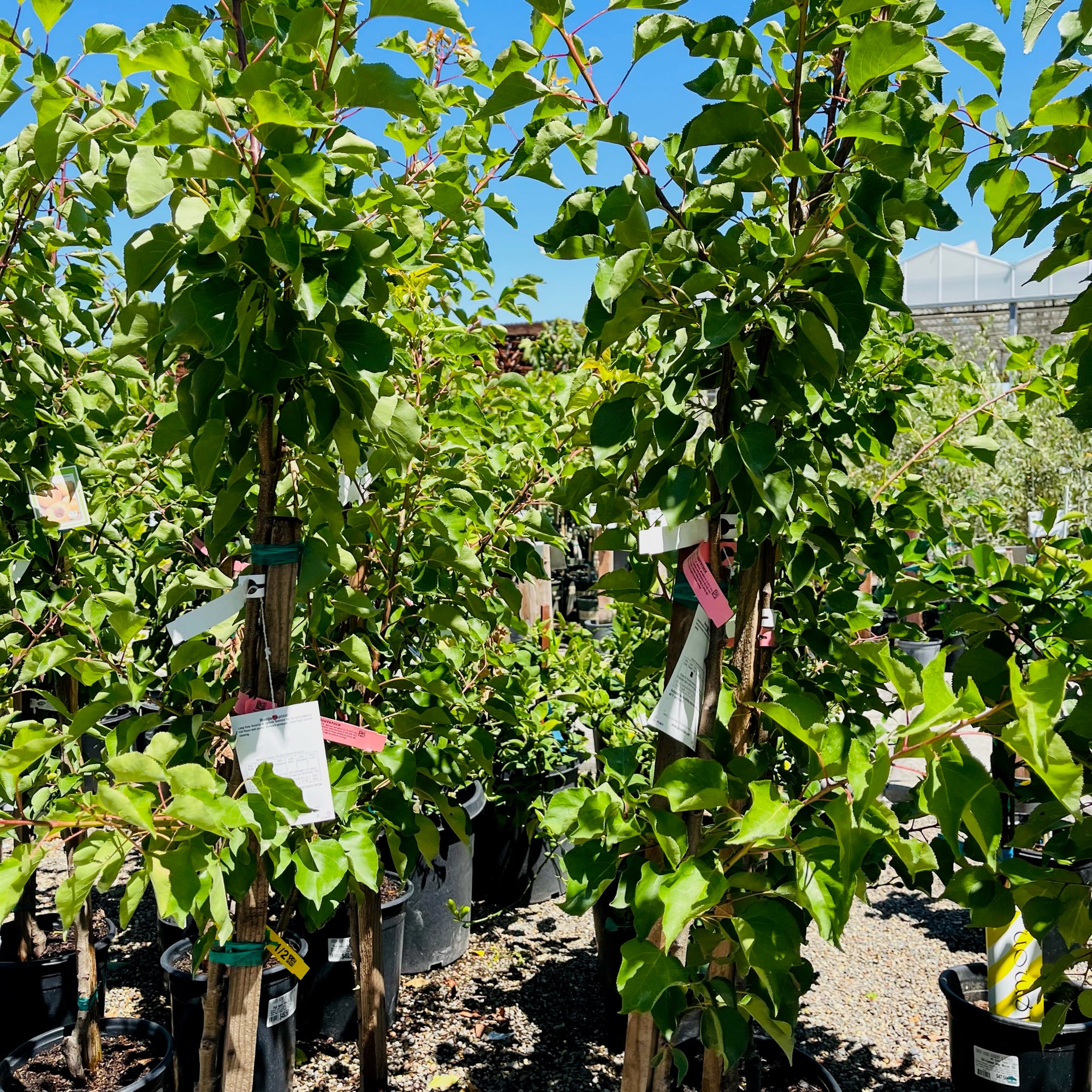 Moorpark Apricot
