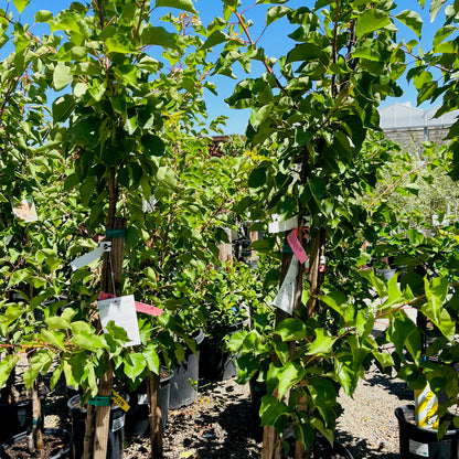 Apricot Tree - Moore Park Apricot