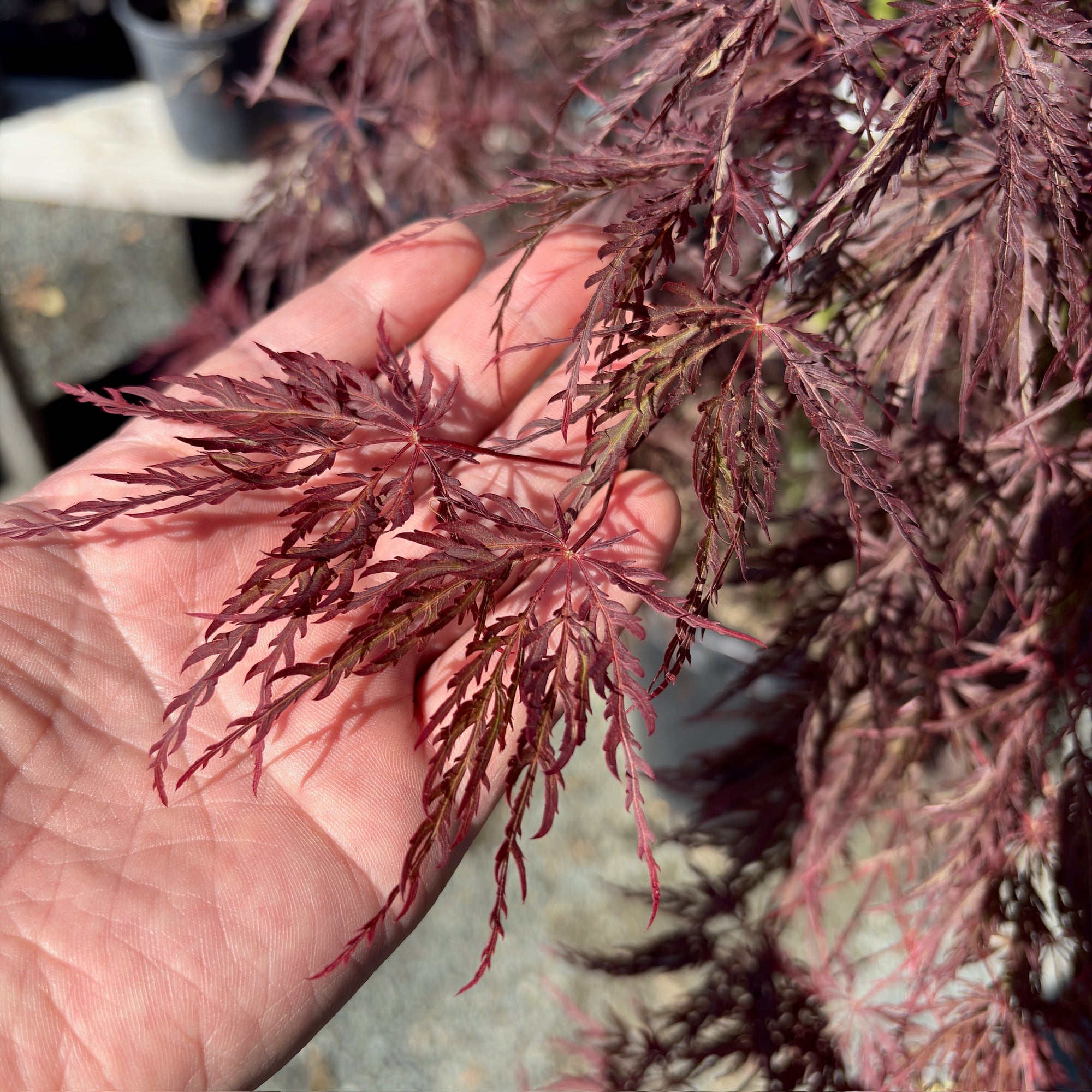 Crimson Queen Lace Japanese Maple